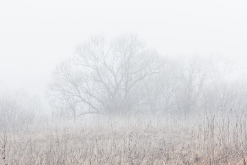 Image showing Willow in mist. Tranquil morning scene.