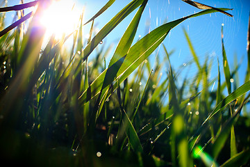 Image showing Grass and spider web, covered with morning dew in sun-rays.