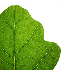 Image showing Green oak leaf. Closeup, isolated.