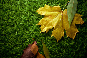 Image showing Autumn fallen leaves on green carpet, conceptual shot
