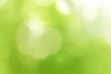 Image showing Green forest bokeh 