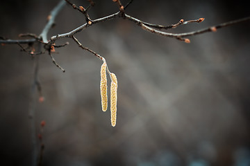 Image showing Closeup on birch tree branch ending with birch seeds. Spring sea