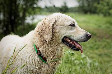 Image showing Golden Retriever, female, after swimming.
