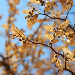 Image showing Closeup on linden tree seeds. Spring season.