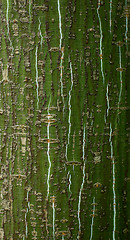 Image showing Bark of young alder tree