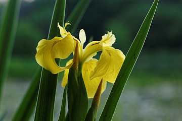 Image showing Yellow iris horizontal