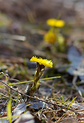 Image showing First coltsfoot flowers.