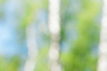 Image showing Birch at spring season. Bokeh shot, may use as background. 