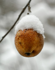 Image showing Frosted apple