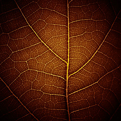 Image showing abstract leaf vein texture