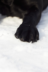 Image showing Black labrador paw on snow, closeup shot.