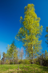 Image showing Lonely birch in a forest.