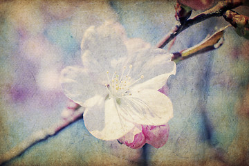 Image showing Vintage sakura flowers at spring, macro