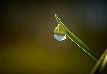 Image showing Green grass with dew drop on it 