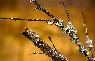 Image showing Lichen (Hypogymnia physodes) growing on a branch