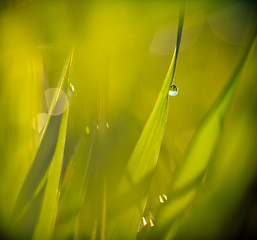 Image showing Drops on a grass