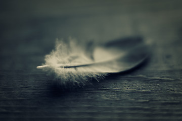 Image showing Feather on wooden texture. Macro shot