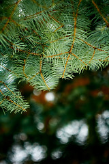 Image showing Close up of spruce branch