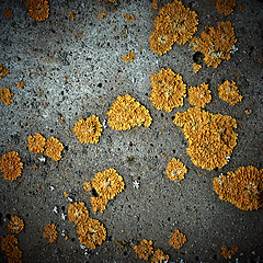 Image showing Lichens on stone texture, closeup