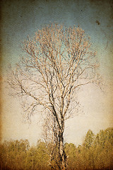 Image showing Grunge photography of rural alone tree