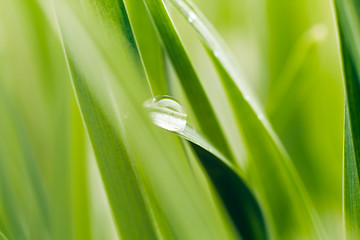 Image showing Dew on grass blade, sahllow DOF