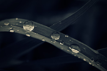 Image showing Water drops on grass, toned macro shot.