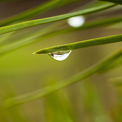 Image showing Closeup on drops over a pine tree