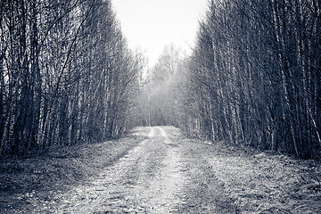 Image showing Rural road crosses birch trees. 