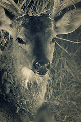 Image showing Deer head. Toned closeup shot