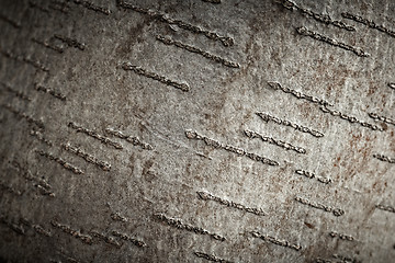 Image showing Aspen tree bark texture, closeup shot.