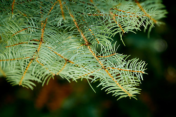 Image showing Close up of spruce branch, horizontal orientation.