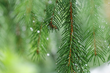 Image showing Coniferous tree branch with water drops. Macro shot