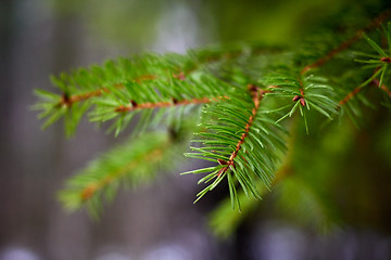 Image showing Green prickly branches of a fur-tree closeup