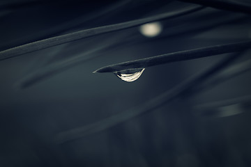 Image showing Water drops on spruce needle. Macro shot