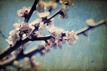 Image showing Vintage apple-tree flowers at spring