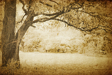 Image showing Vintage oak tree