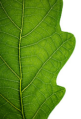 Image showing Edge of an oak leaf, isolated on white, closeup.