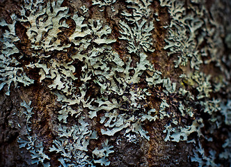 Image showing Lichen on wood surface