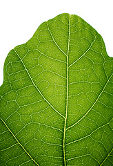 Image showing Top of an oak leaf, isolated on white, closeup.