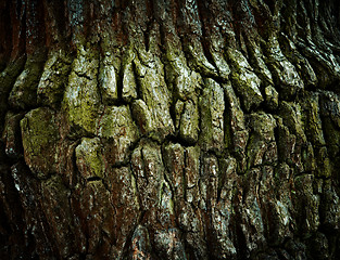 Image showing Colorful spring oak bark texture.