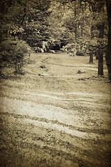 Image showing Vintage forest path