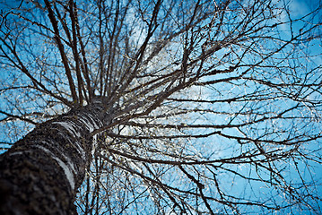 Image showing old birch bottom view