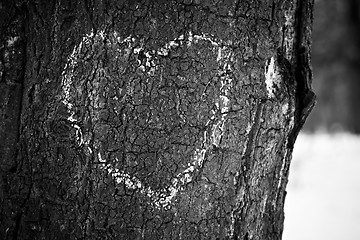 Image showing Heart drawn on tree trunk