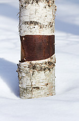 Image showing Birch Tree Trunk in the snow. Closeup.