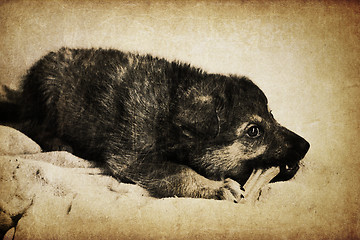 Image showing Vintage puppy