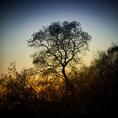 Image showing Tree Silhouette At Sunset