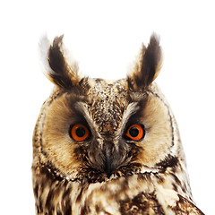 Image showing Long-eared owl portrait, isolated on white