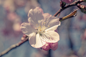 Image showing Sakura flowers at spring, macro shot