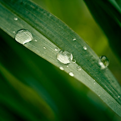 Image showing Grass with dew drops close up