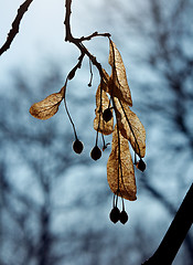 Image showing Closeup On Linden Tree Seeds. 